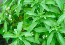 डायबिटीज के लिए है रामबाण दवा स्टीविया जो शक्कर से तीस गुना ज्यादा मीठा, इन रोगों में भी है फायदेमंद