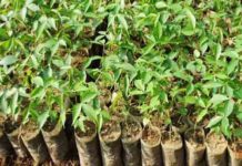 25 करोड़ पौधरोपण के लिए वन विभाग लगाएगा 40 करोड़ पौधों की नर्सरी, तैयारी शुरू