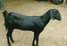 भैस के बाद अब बकरी चोरी होने की FIR , पुलिस ढूंढने में जुटी