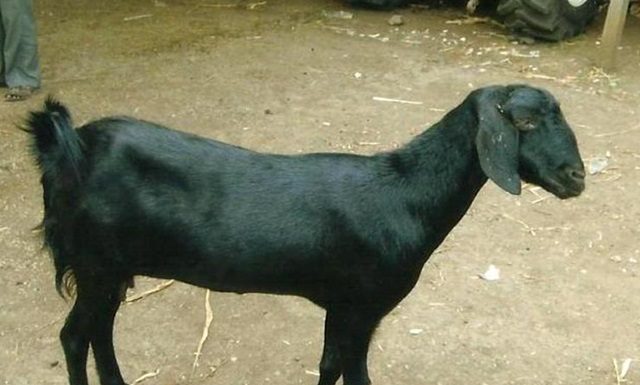 भैस के बाद अब बकरी चोरी होने की FIR , पुलिस ढूंढने में जुटी