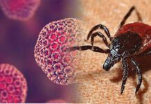 चीन में अब बुन्या Virus से 7 की मौत