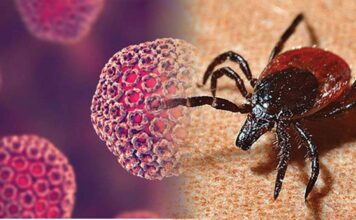 चीन में अब बुन्या Virus से 7 की मौत