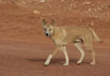 बहराइच में गांव वालों ने किया आखिरी ‘आदमखोर भेड़िया’ का THE END