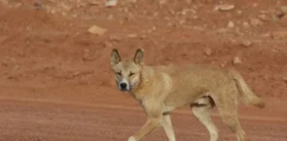 बहराइच में गांव वालों ने किया आखिरी ‘आदमखोर भेड़िया’ का THE END