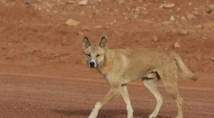 बहराइच में गांव वालों ने किया आखिरी ‘आदमखोर भेड़िया’ का THE END
