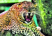 लखीमपुर खीरी में जंगली जानवरों के हमलों में दो बच्चों की मौत, पिता की साइकिल को धक्का दे रहा था बालक