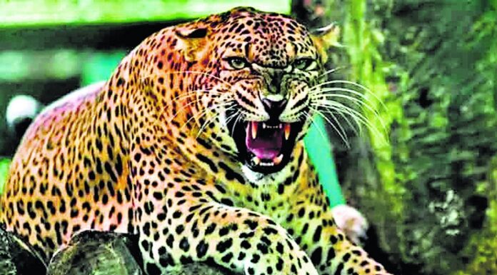 लखीमपुर खीरी में जंगली जानवरों के हमलों में दो बच्चों की मौत, पिता की साइकिल को धक्का दे रहा था बालक