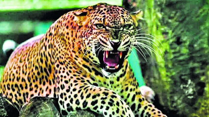 leopord in lakhimpur khiri