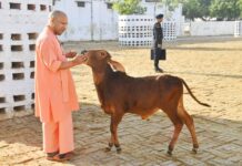 74 करोड़ रुपये से प्रदेश के गौ पालकों को स्वावलंबी बनाएगी योगी सरकार